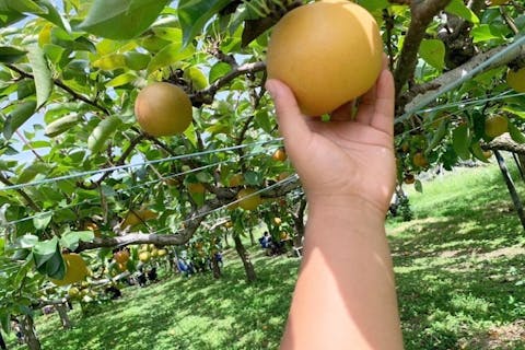 梨収穫体験＆選べる涼スイーツ・お土産チケットプラン＼＼あなたは何を選ぶ？「もぎたて梨の持ち帰り」「期間限定キッチンカーの幻スイーツ」「直売所でお土産」／