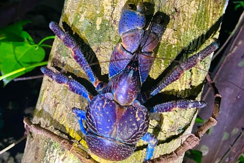 【宮古島・ターザンガイドがご案内‼︎星空&ジャングルナイトツアー☆《12歳未満は子供料金‼︎当日歓迎♪体験60分》