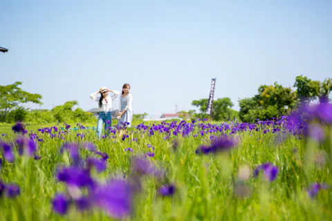 初夏限定！花の都「斎宮」を巡るノハナショウブ満喫ツアー（期間限定スイーツ&ツアー限定御朱印付き）