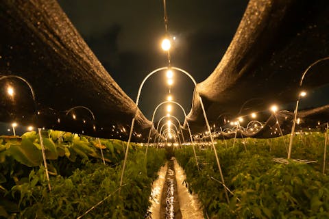 【京都・大原野】約1,000球のイルミネーション×京野菜の収穫体験×石窯ピザ作り 「ナイトファーム」