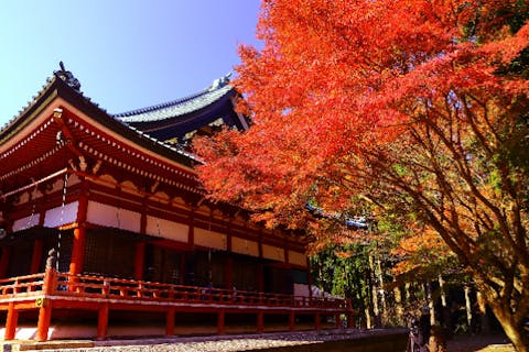 【滋賀・大津】＜日本天台三総本山＞僧侶がご案内する秋の特別公開（比叡山延暦寺・三井寺・西教寺）