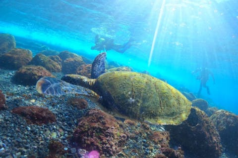初心者大歓迎！駅から車で５分！【八幡野】体験ダイビング