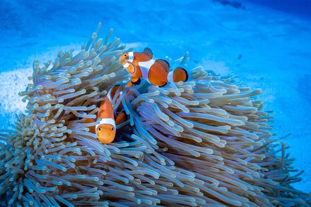 【沖縄・クマノミ探索シュノーケル】・5歳～59歳まで参加OK・無料駐車場100台あり・初めての方、泳げない方大歓迎！！