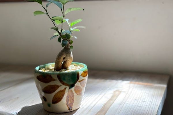 やちむん 琉球美術 古典焼 知花焼 供箱付き 【公式通販】