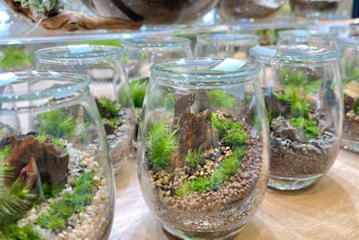 宮城・仙台駅前・苔テラリウム】しずく型ガラス容器で作る苔テラリウム