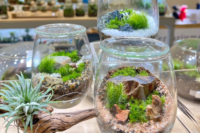 【宮城・仙台駅前・苔テラリウム】しずく型ガラス容器で作る苔テラリウム