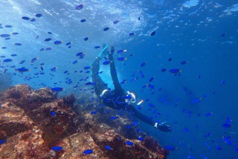 大人限定【インストラクターの引率ツアー】伊豆の海は秋が最高♪スノーケリングツアー！広範囲の散策が出来ます！お写真プレゼント