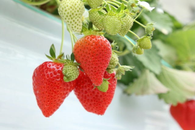 【愛知・日進・いちご狩り】いちご食べ比べ！高設栽培でゆったり40分いちご狩り体験