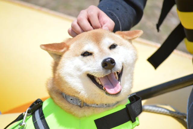 【群馬・みなかみ・わんちゃんラフティング】ペットと一緒に川で大冒険！（わんちゃんボート貸切）