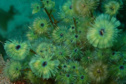 【和歌山・串本】 ドライスーツデビューをサポート　1ビーチ＋1ボートダイビング　レンタル器材込で身軽にダイビング