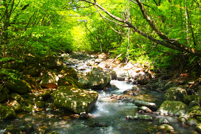 【那須】ガイドウォーク「のんびり余笹新道コース（2.5時間） ～原生的な自然を感じる、大人の休息タイム～」