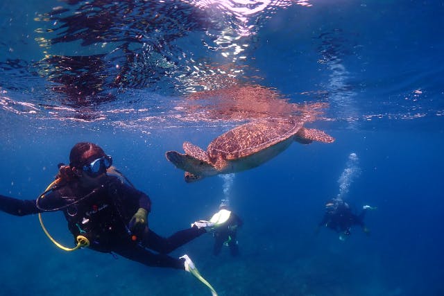 【屋久島・体験ダイビング・2ダイブ（30分×2回）】1本目は練習、2本目が楽しさ倍増の隠れ人気プラン♪【初心者専門店】だから安心！【専用施設完備】【貸切＆送迎可】【スタンダード】《屋久島/夢心地》
