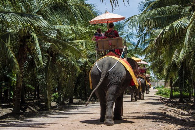 【タイ】 ダムヌンサドゥアック水上マーケット散策+象乗り体験＜日本語ガイド/午前・半日ツ/ランチなし or ランチ付き選択可＞ LZ