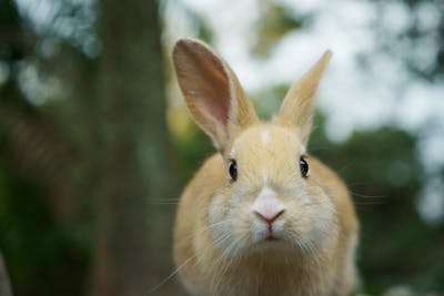 尾道発or瀬戸田発】大久野島ウサギ探訪クルーズ Rabbit Picnic Cruise