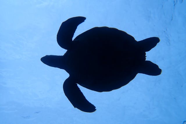 【那覇発・中部万座毛エリア】万座エリアFUNダイビング３DIVE★送迎無料、レンタル無料、データ無料