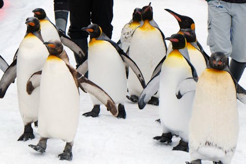 札幌発着日帰りバスツアー 動物たちの冬の姿を見に行こう！旭山動物園＋美瑛白ひげの滝