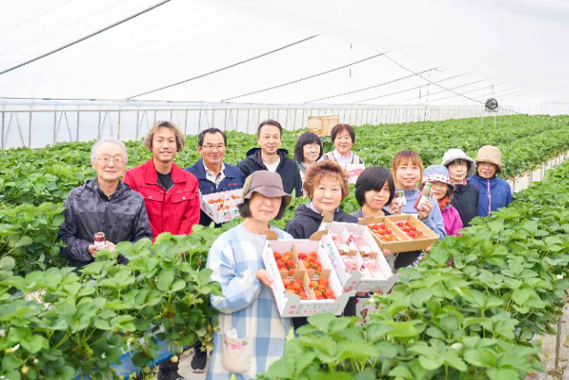 【新潟雪国育ちのいちご狩り45分】希少越後姫！甘い果汁がじゅわっと！！