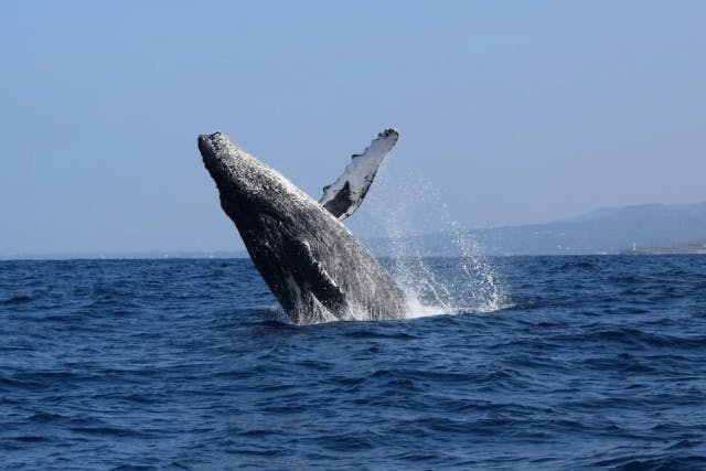 【沖縄・北部／本部港発】寒い季節に訪れる、あたたかな感動。ホエールウォッチングツアー！揺れに強い大型双頭船で安心快適＆写真データ付き！