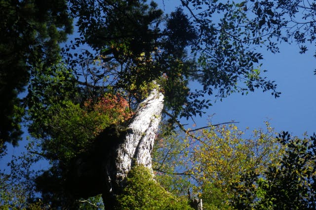 【鹿児島・屋久島】初心者OK！貸切！ヤクスギランド一日コース、巨木とコケの秘境、公認ガイドとのんびりツアー