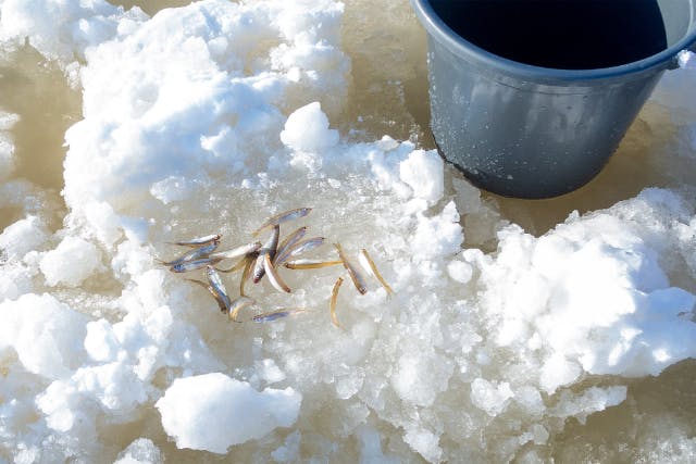 【北海道・石狩・ワカサギ釣り】無料送迎付き！プライベートテントで釣ってみる氷上わかさぎ釣り放題！充実の1日体験！(1組1名様)