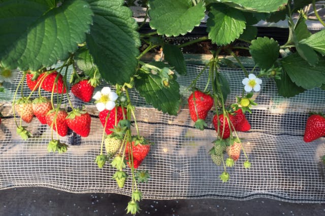 南房総いちご狩り　食べ比べ！４０分食べ放題！ペット応相談！