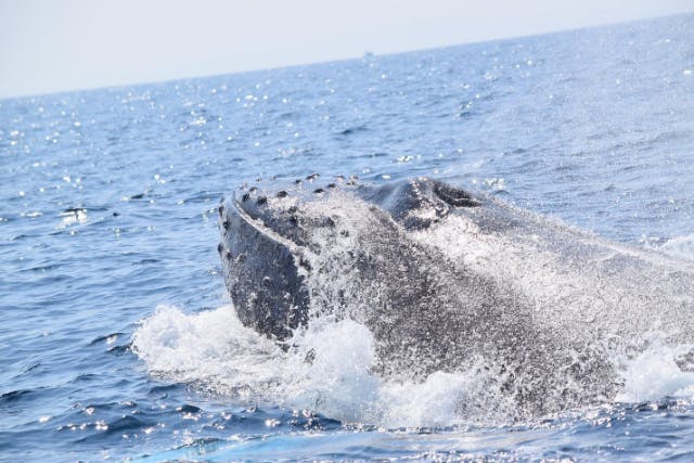 【ホエールウォッチング・沖縄北部・本部港発】冬季限定●写真無料ダウンロード付き●ドリンク・飴玉サービス！！