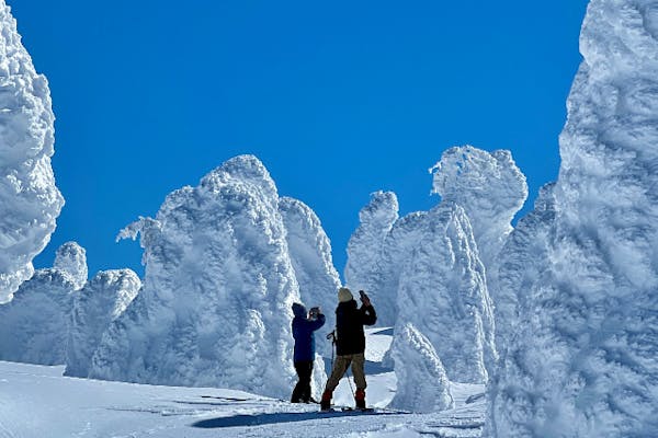 ３年は植え替えしていない 氷山 About repotting wild cyclamen ◇Yokoyama Gardening Official
