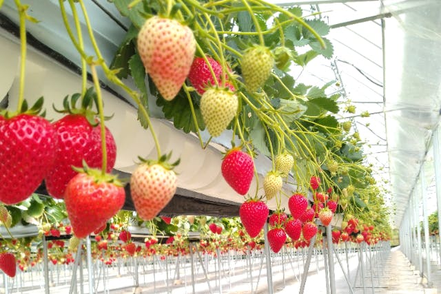 2026年2月下旬～5月開催♪40分食べ放題！4～8品種！採れたてフレッシュないちご狩り♪三隅大平桜から車で10分なのでお花見とセットでお楽しみください♪