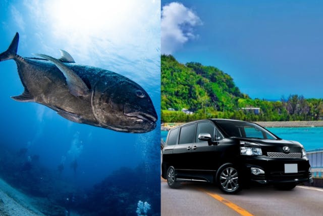 【沖縄・慶良間・レンタカー+ファンダイビング】Cカード所持者対象プラン！今ならダイビングと同時お申込みでレンタカー料金50％オフ！！