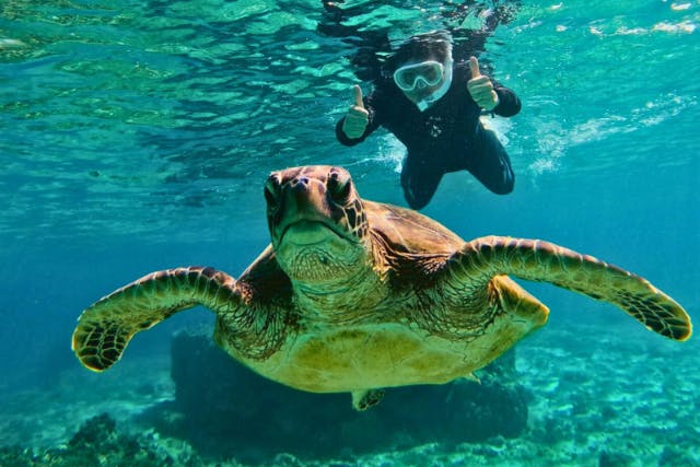 【奄美大島・シュノーケリング＆SUP】【冬でも快適】ウミガメ×SUPゆったり海時間セットプラン（温水シャワー＆ウェットスーツ完備／写真付き）