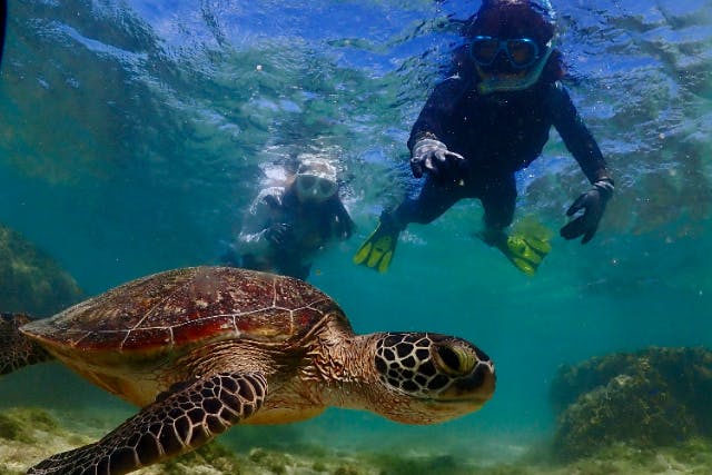 【沖縄・糸満周辺・ビーチシュノーケリング】☆ウミガメと出会えるビーチ☆100種以上のお魚！天然の水族館で絶景ツアー