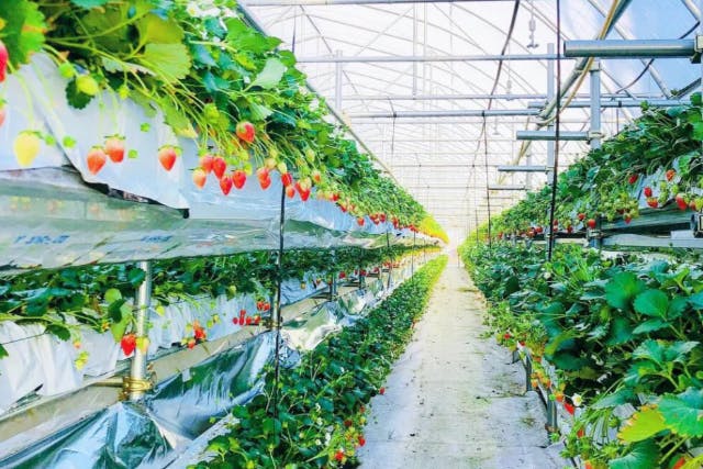 最大7品種満足40分食べ放題！令和生まれの新品種登場！【伊香保から約25分群馬渋川】☆練乳おかわりし放題☆【1月3日～3月31日】