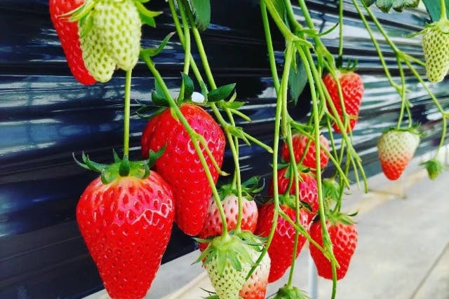 熱田農園Strawberry54