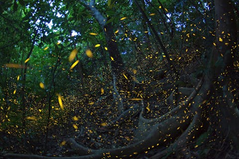 【沖縄・西表島】春限定 ヤエヤマホタル鑑賞・撮影ツアー