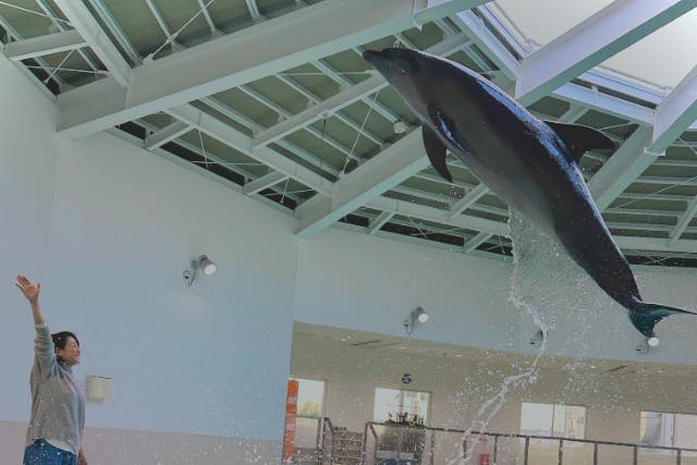 【大阪府・堺市・トレーナー体験】陸上から触れ合って合図を出そう！