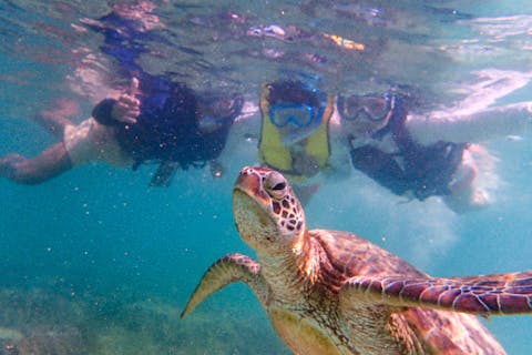 ☆送迎無料やバスタオルなど無料サービス多数☆】透明度抜群！感動のシュノーケリングツアー〜美しい珊瑚礁やウミガメなど様々な生き物を堪能〜●ファミリー・カップルにオススメ●【沖縄・宮古島】