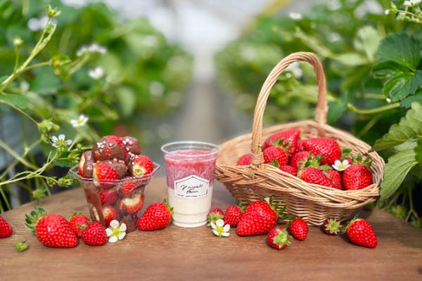 宮城・いちご狩り45分】いちご狩り15分延長＋トッピングがセットになっ