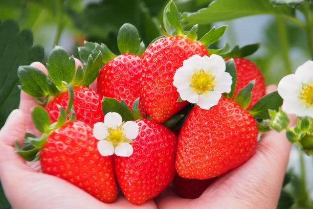 【限定・最速】今シーズン一番乗り！「ファーストストロベリー・いちご狩り45分」