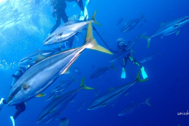 【東京発・千葉勝浦2ボートダイビング/器材レンタル&送迎無料！！】　勝浦鵜原or勝浦行川2ボートダイビング！