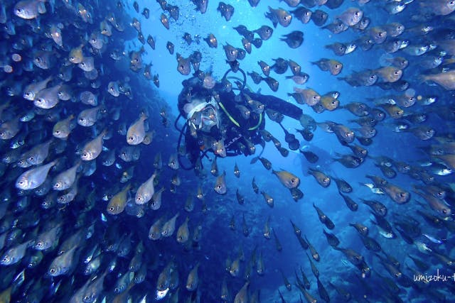 【東京発・西伊豆・2ビーチダイビング/器材レンタル＆送迎無料！！】井田or黄金崎2ビーチダイビング！