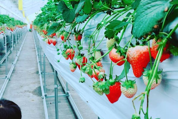 ◇2026年◇「八百ちゃんいちご」狩り体験！！おいしさと安全にこだわっ