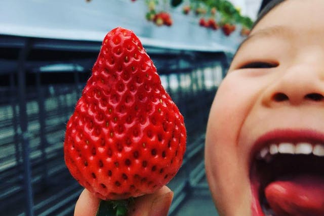 ◆2026年◆「八百ちゃんいちご」狩り体験！！おいしさと安全にこだわったいちご♪＼ファミリー・カップル おすすめ♪／