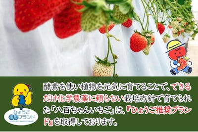 ◇2026年◇「八百ちゃんいちご」狩り体験！！おいしさと安全にこだわっ