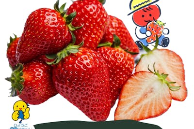 ◇2026年◇「八百ちゃんいちご」狩り体験！！おいしさと安全にこだわっ