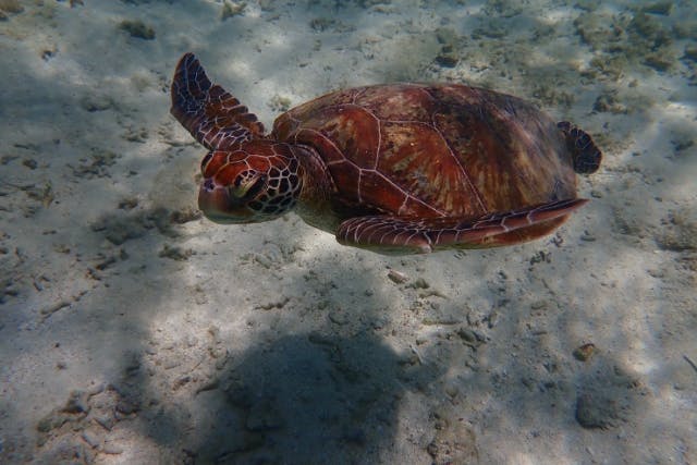 沖縄南部糸満【ジョン万ビーチ】でスノーケル