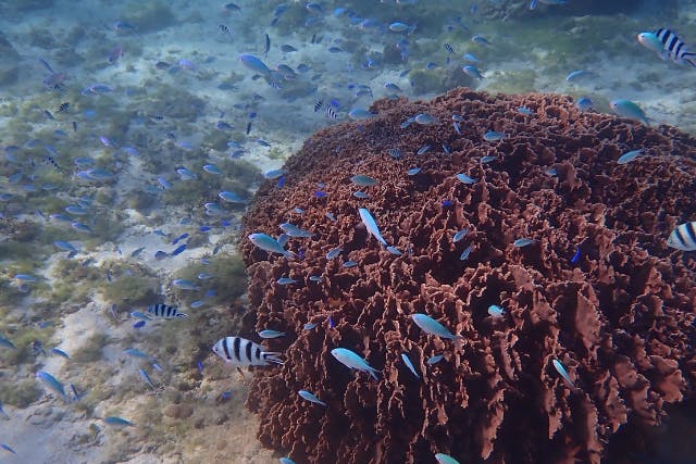 ピリアロハ ダイビングサービスの割引プラン