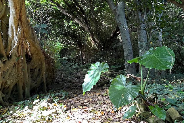 【秘境探検】旧下阿嘉集落＆神秘の滝トレッキング《ガイド同行》