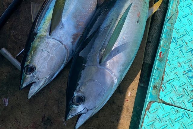 【冬は釣果UP】手ぶらOK！船釣り体験《初心者歓迎》