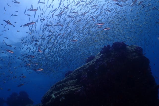 【日帰り】和歌山県須江２ボートダイブ　一年中穏やかなので初心者でも安心！珍種のネコザメにも出会える！