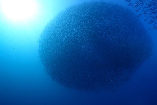 【日帰り】和歌山県串本２ボートダイブ　抜群の魚影と生物の多さ！回遊魚が多くハンマーヘッドシャークが出ることも！？